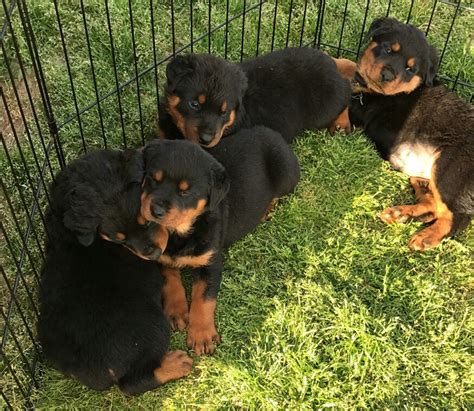 rottweiler puppies for sale raleigh nc